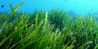 海底自然-地中海非常绿色的波西多尼亚原野