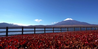 美丽的富士山与枫树在秋天的日本