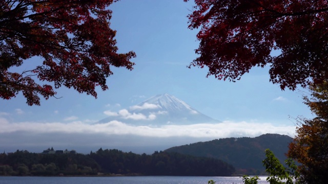 美丽的富士山与枫树在秋天的日本