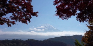 美丽的富士山与枫树在秋天的日本