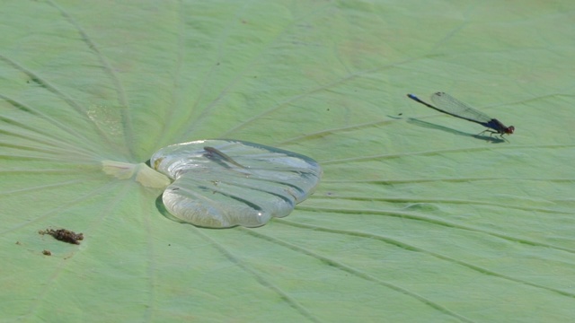 莲花(莲属椰子)