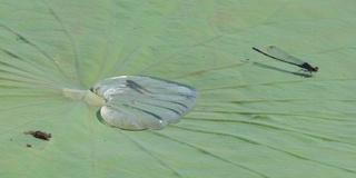 莲花(莲属椰子)