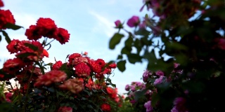 美丽多彩的玫瑰田
