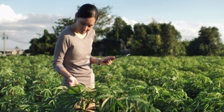 农民使用数字平板电脑，智能农业使用现代技术在农业