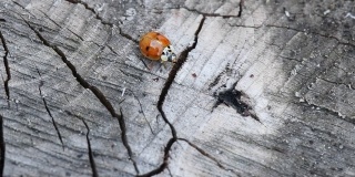 瓢虫在木头。红瓢虫在一块木头上行走(瓢虫科)