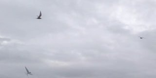 冰岛，慢速飞行的北极燕鸥