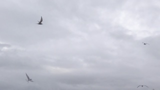 冰岛，慢速飞行的北极燕鸥视频素材模板下载