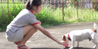 亚洲家庭十几岁的女孩玩好玩的她的宠物杰克罗素梗狗在花园在夏天的早晨
