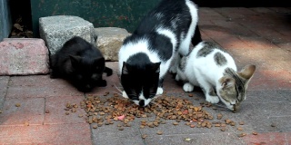 街头巷尾的猫吃猫食