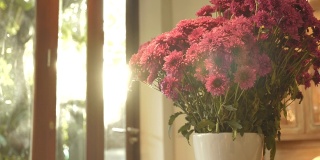 场景摄影车拍摄的粉红色菊花在早上的花瓶在家里，概念的一天的生活对象