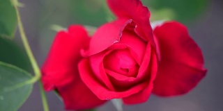 红黄玫瑰在花园自然植物宏4k视频