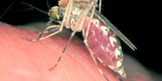 蚊子喝了人的血，然后取出刺，飞走了。蚊子吸人血的特写。小雌蚊子咬人的皮肤的宏观特写。