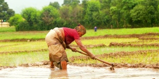 用锄头在稻田里工作的农妇