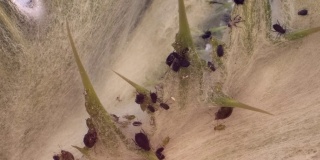 一群蚜虫在矛蓟上。宏1:1。4 k / 60 fps