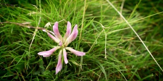 来自西班牙比利牛斯山的高山三叶草或三叶草的粉红色花