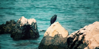 一只鸬鹚站在岩石上清理自己的羽毛。