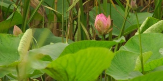 莲花(莲属椰子)