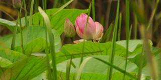 莲花(莲属椰子)