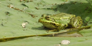 荷花睡莲上的青蛙(阿斯特拉罕自然保护区)