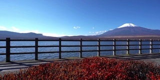 美丽的富士山与枫树在秋天的日本