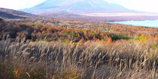 美丽的富士山与枫树在秋天的日本