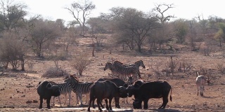 南非克鲁格国家公园的非洲水牛和斑马