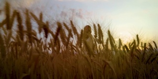 低角度拍摄的快乐的年轻女子在麦田在日落