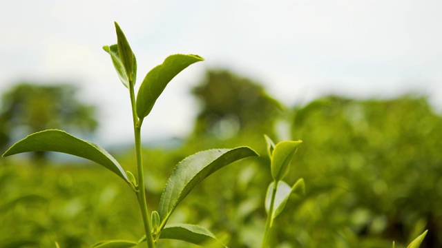 4k的新鲜有机绿茶