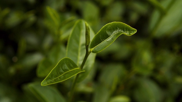 4k的新鲜有机绿茶