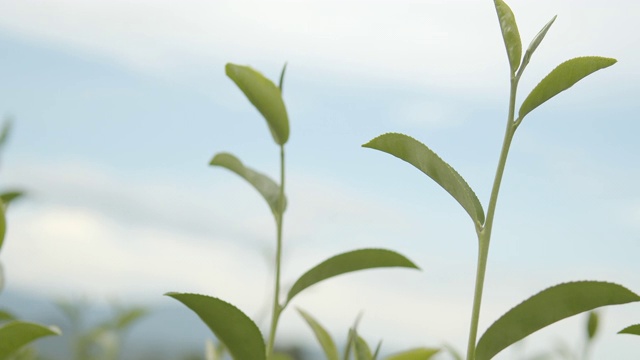 4k的新鲜有机绿茶