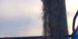 慢镜头稻田从管道发送到收割从拖拉机在日落天空和云