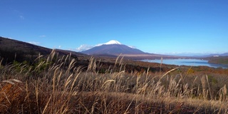 美丽的富士山与枫树在秋天的日本