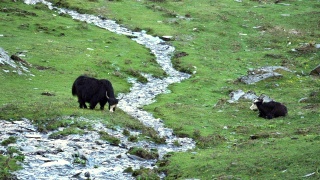 中国四川省四姑娘山国家公园海子谷四姑娘山景区的两头黑牦牛视频素材模板下载