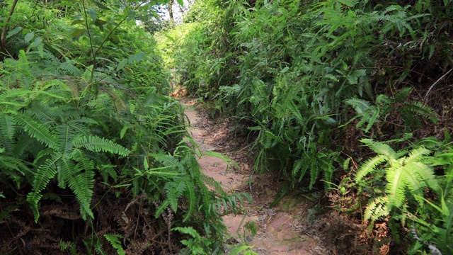 在热带雨林中跑步的女子超级马拉松运动员