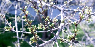 春天的树枝从嫩芽中唤醒了树叶。
