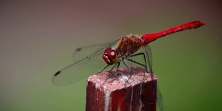 红色蜻蜓坐在一根棍子上的特写镜头