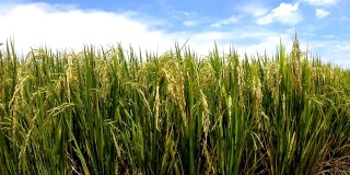 手在白天穿过稻田。