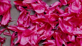 背景为红色紫红色牡丹花瓣视频素材模板下载