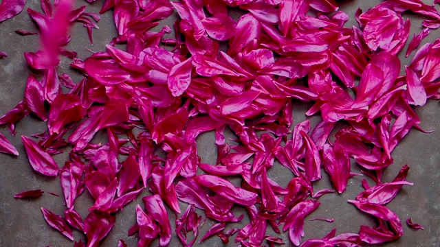 背景为红色紫红色牡丹花瓣