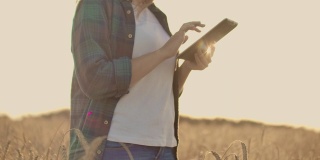 一名戴着帽子、穿着格子衬衫的农民触摸着黑麦的芽和种子，在日落时分检查并将数据输入田间的平板电脑