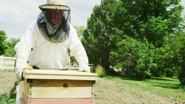 一个三十多岁的白种养蜂人戴着养蜂帽、面纱和手套，打开一个木制蜂巢的盖子，把它放下，然后用一个金属蜂巢工具把蜂巢撬开