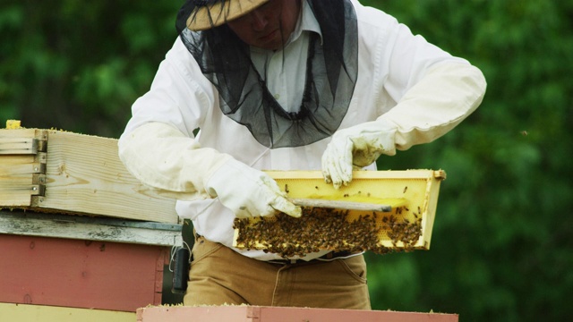 一个白种养蜂人在他的30岁戴着养蜂帽，面纱，和手套温和地从一个蜂巢框架使用刷子在户外移除蜜蜂