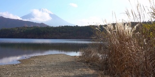 美丽的富士山与枫树在秋天的日本