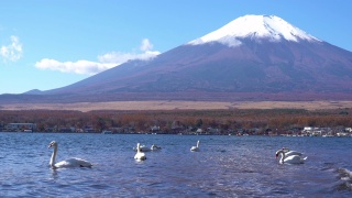 美丽的富士山与枫树在秋天的日本视频素材模板下载