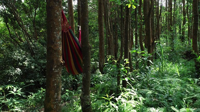 鸟瞰热带雨林中，在吊床上用智能手机自拍