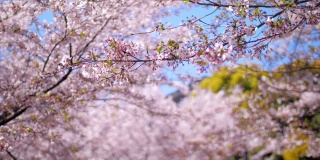日本东京春天的樱花花瓣飘落