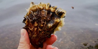 美丽而又大的海边牡蛎在一个人的手中迎着水。