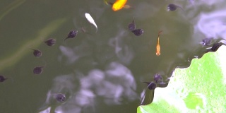 蝌蚪和鱼儿在绿色的水中游泳