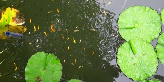 Tadpoles and fish swimming in green water