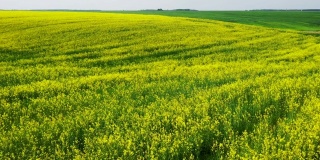 春季大田草甸油菜籽、油籽开花的农业景观鸟瞰图。油菜花的黄色花朵。鸟瞰美丽的乡村景观